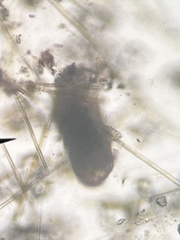 Eutardigrada