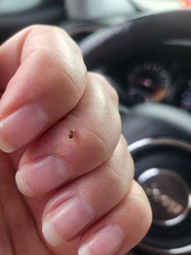 Lasioderma serricorne observed 2023-02-03