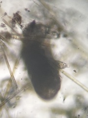 Eutardigrada
