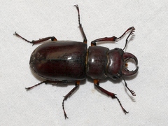 Lucanus capreolus