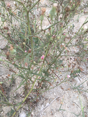 Malacothrix saxatilis