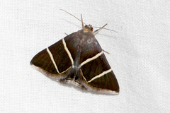 Grammodes justa