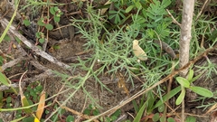 Thymophylla tenuiloba