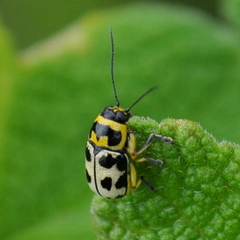 Metallactus pollens