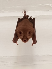 Hipposideros
