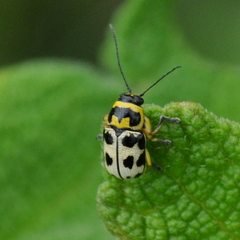 Metallactus pollens