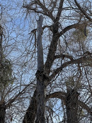 Melanerpes formicivorus