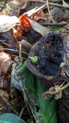 Oxytate striatipes
