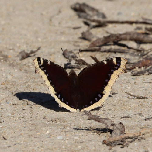 iNaturalist observation photo of Mourning Cloak