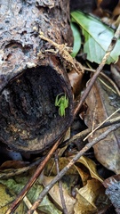 Oxytate striatipes