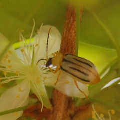 Diabrotica boggianii