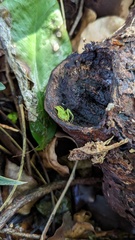 Oxytate striatipes