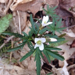 Cardamine concatenata
