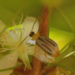 Diabrotica boggianii