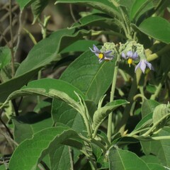 Solanum granulosoleprosum