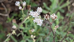 Florestina tripteris