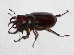 Lucanus capreolus