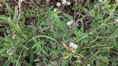 Florestina tripteris