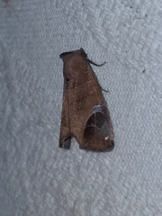 Closteromorpha modesta