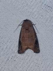 Closteromorpha modesta