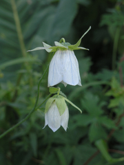 Codonopsis clematidea