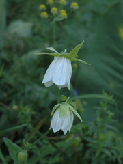 Codonopsis clematidea