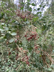 Chenopodium parabolicum