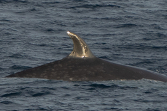 Balaenoptera borealis