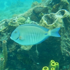 Acanthurus chirurgus