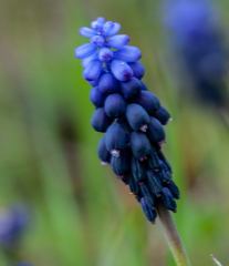 Muscari