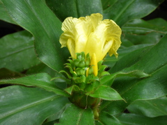 Costus villosissimus image