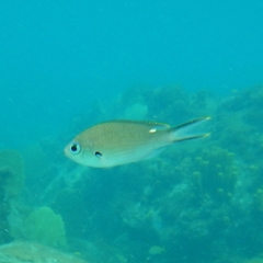 Azurina multilineata