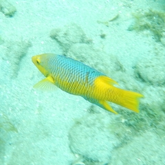 Bodianus rufus