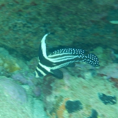 Eques punctatus