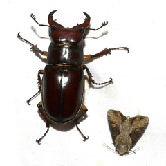 Lucanus capreolus