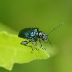Pachylema