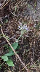 Limonium carolinianum