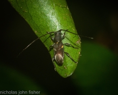 Stenellipsis cruciata