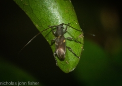 Stenellipsis cruciata