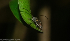 Stenellipsis cruciata