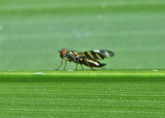 Chaetopsis massyla