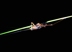 Conocephalus semivittatus