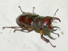 Lucanus capreolus