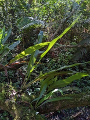 Niphidium crassifolium