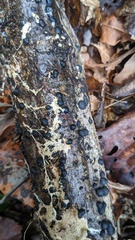 Annulohypoxylon truncatum