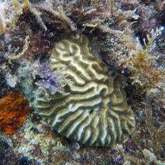 Pseudodiploria