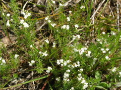 Asperula conferta