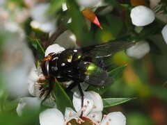 Amenia chrysame