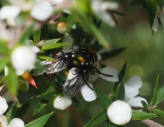 Amenia chrysame