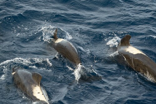 Photo of Long-finned pilot whale (Globicephala melas)